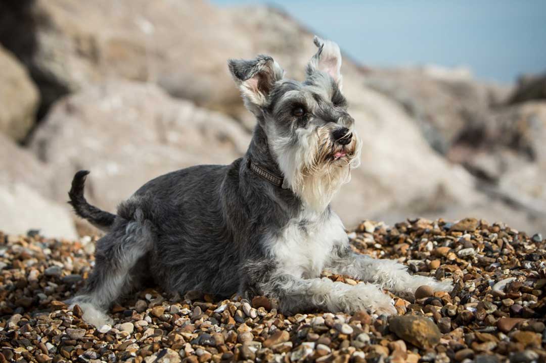 dog on a stony beach in front of the rocks